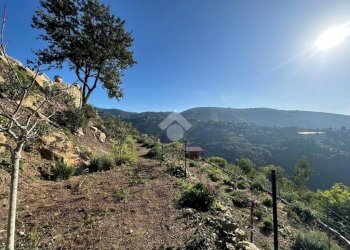 Terreno agricolo Località morghe, Vallebona - foto 12