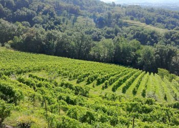 Foto 14 - Farm Sentiero Capietaglio-Belvedere, Palazzago - photo 14