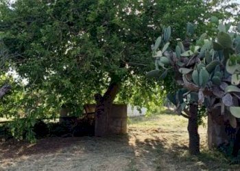 Terreno - Rustic contrada Piana, Sciacca - photo 4