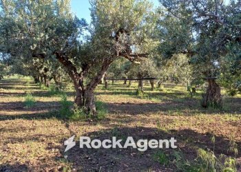 Terreno - Rustic contrada Piana, Sciacca - photo 11