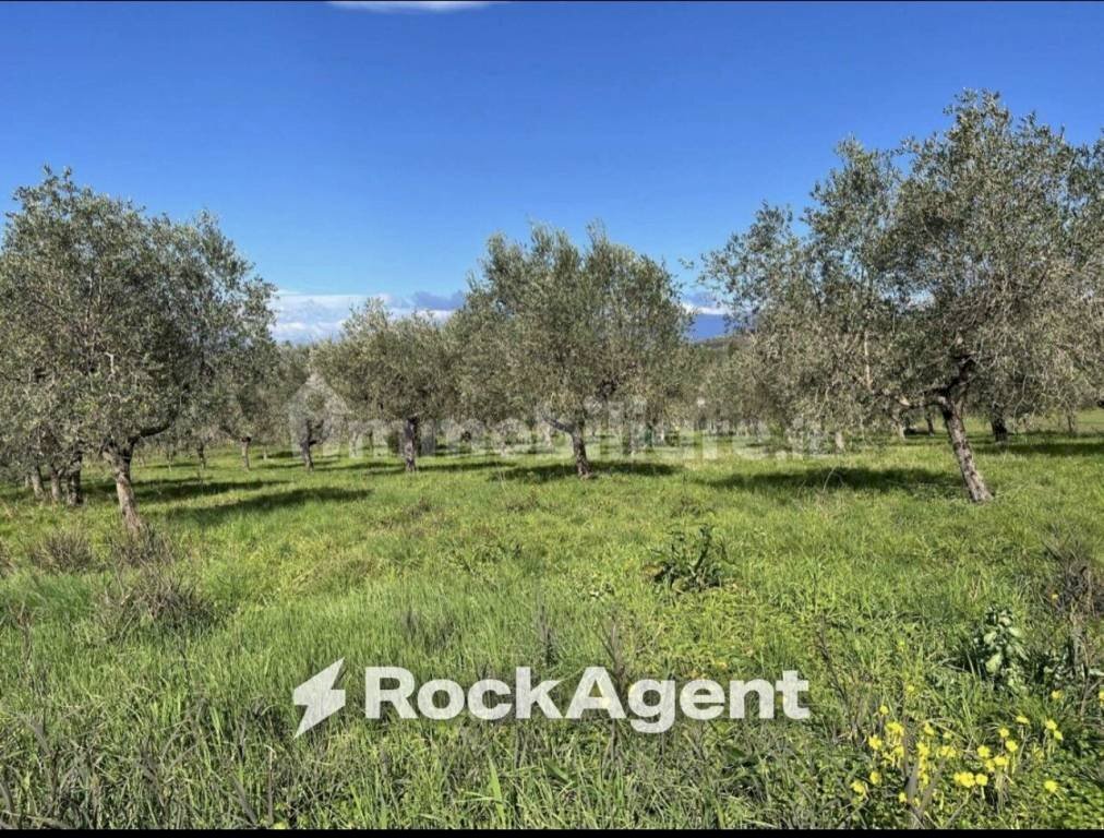 Terreno - Terreno agricolo contrada Santa Lucia, Altavilla Silentina - foto 1