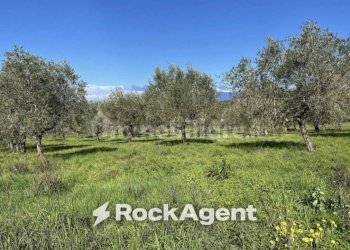 Terreno - Terreno agricolo contrada Santa Lucia, Altavilla Silentina - foto 1