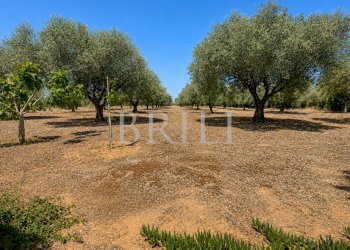 Villa lungomare di Sa Curcurica, Orosei - photo 15