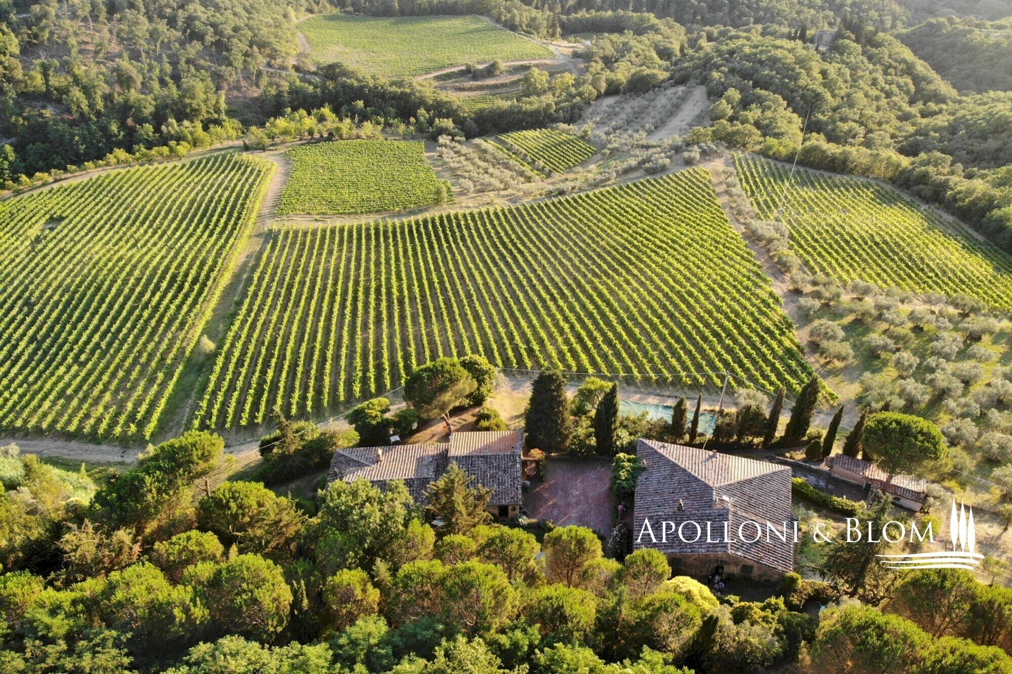 Azienda agricola Via Firenze, 9, Greve in Chianti - foto 2