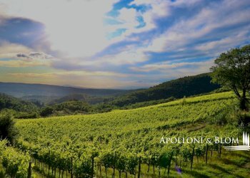 Azienda agricola Via Firenze, 9, Greve in Chianti - foto 26