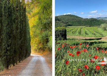 Azienda agricola Via Firenze, 9, Greve in Chianti - foto 29