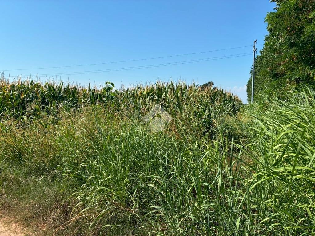 Terreno agricolo Cascina Riazzolo, Albairate - foto 3