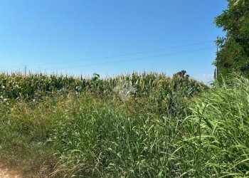 Terreno agricolo Cascina Riazzolo, Albairate - foto 7