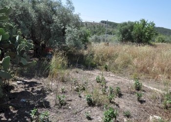 Giardino - Casa indipendente contrada salinella
 
snc, Ragusa - foto 4