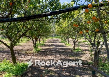 Terreno - Villa strada Provinciale 107, Giovinazzo - photo 36