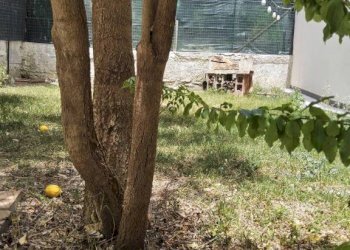 Giardino - Casa indipendente largo Cappellini, Gioiosa Ionica - foto 4