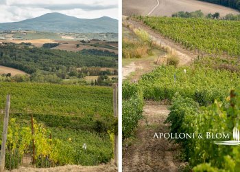 Casale SP 14, 56, Montalcino - foto 5
