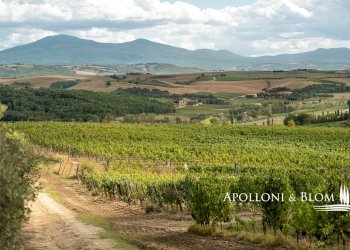 Casale SP 14, 56, Montalcino - photo 41