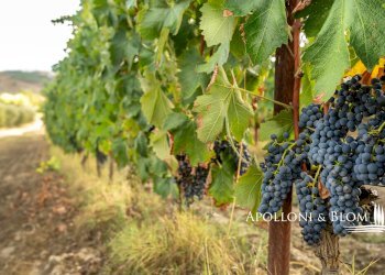 Casale SP 14, 56, Montalcino - photo 42