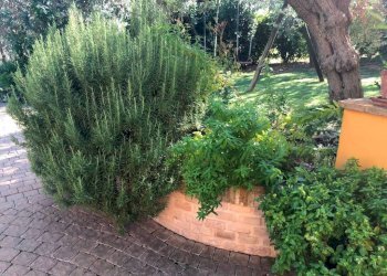 Giardino - Rustico via Santo Stefano, Osimo - foto 34