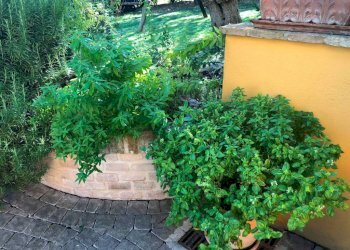 Giardino - Rustico via Santo Stefano, Osimo - foto 38