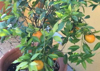 Giardino - Rustico via Santo Stefano, Osimo - foto 24