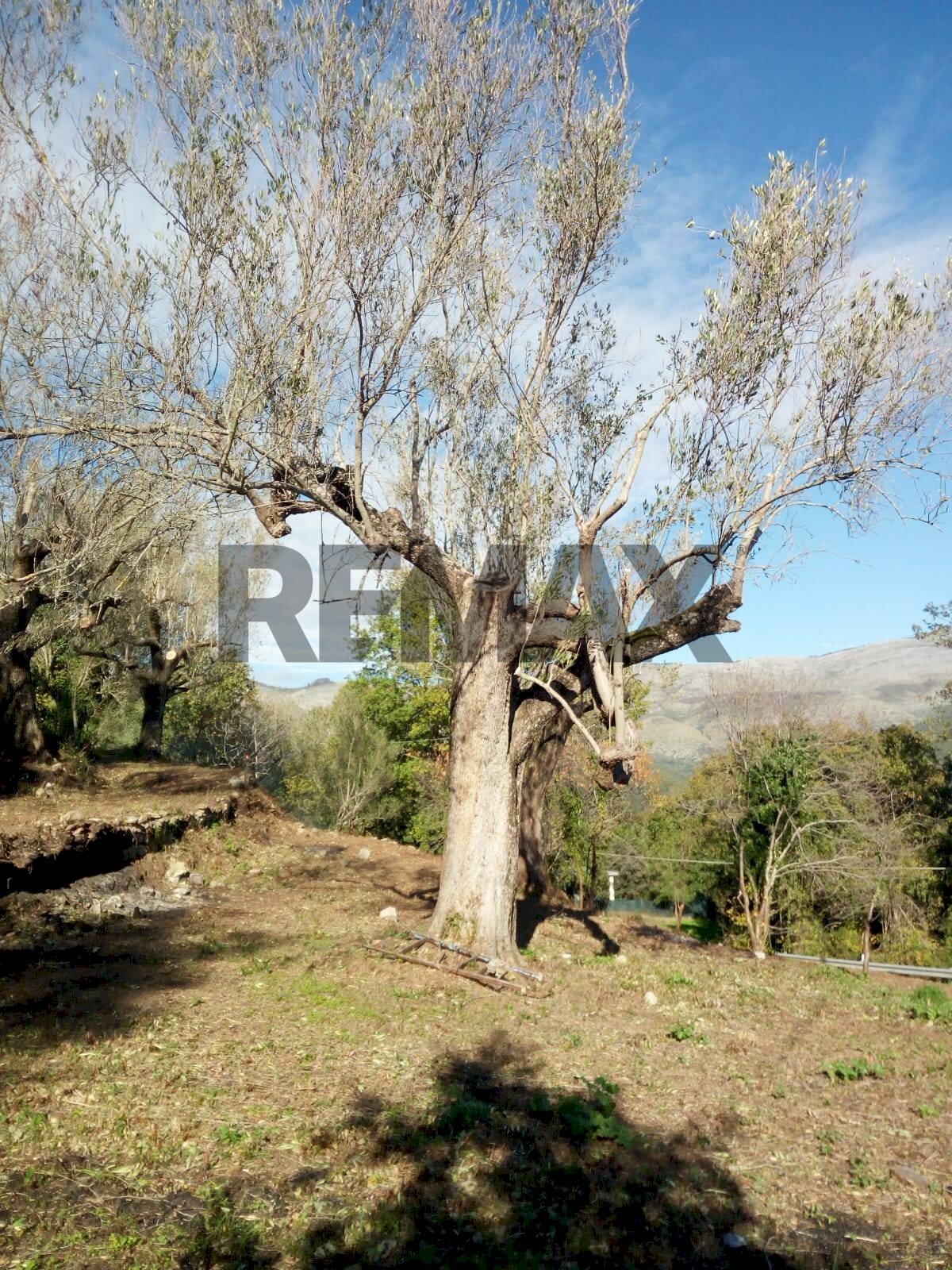 Giardino - Terreno agricolo Via Francesco Cusati
 
SNC, Camerota - foto 1