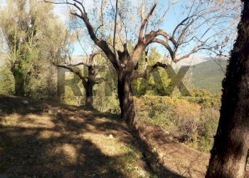Giardino - Terreno agricolo Via Francesco Cusati
SNC, Camerota - foto 4