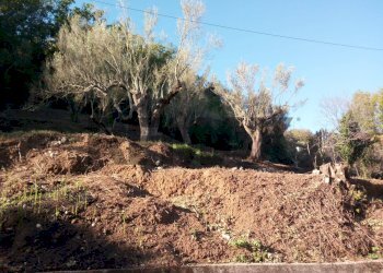 Giardino - Terreno agricolo Via Francesco Cusati
SNC, Camerota - foto 5