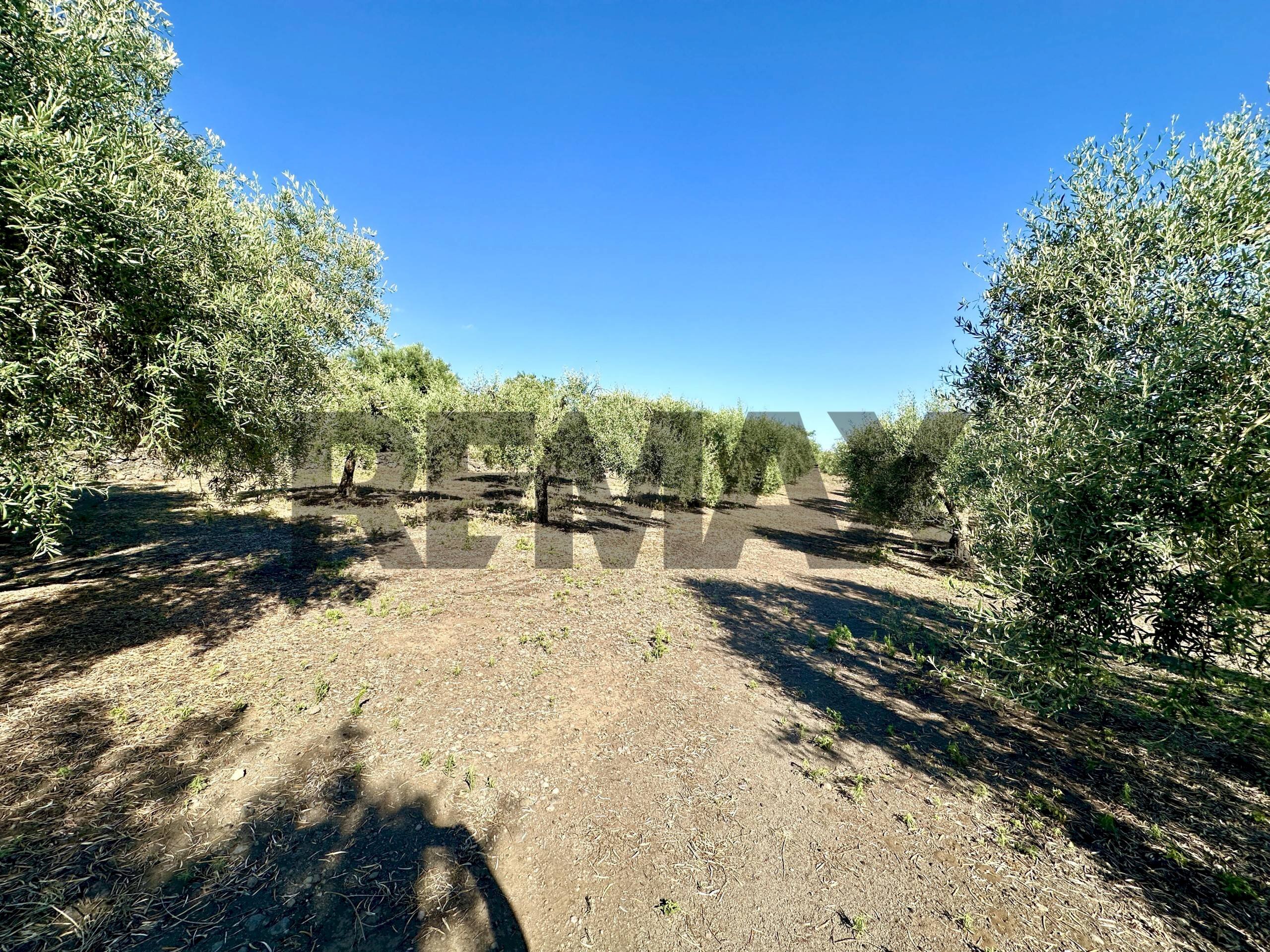 Giardino - Terreno agricolo contrada guardia maio
S.N., Biancavilla - foto 3