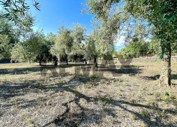 Giardino - Terreno agricolo contrada guardia maio
S.N., Biancavilla - foto 4