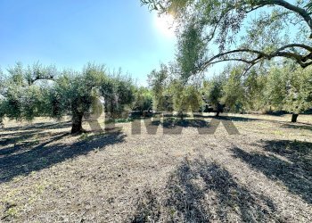 Giardino - Terreno agricolo contrada guardia maio
S.N., Biancavilla - foto 5