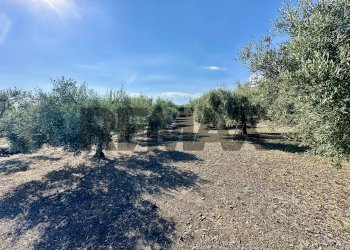 Giardino - Terreno agricolo contrada guardia maio
S.N., Biancavilla - foto 35