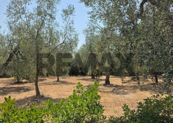 Giardino - Villa Umbramare
4, Vieste - foto 13