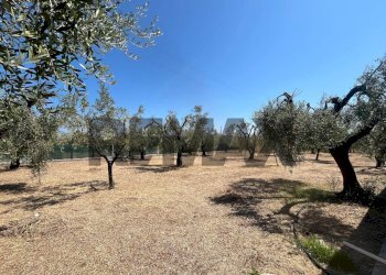 Giardino - Villa Località San Luca
 
5, Vieste - photo 15