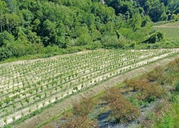 Casale Mango - foto 24