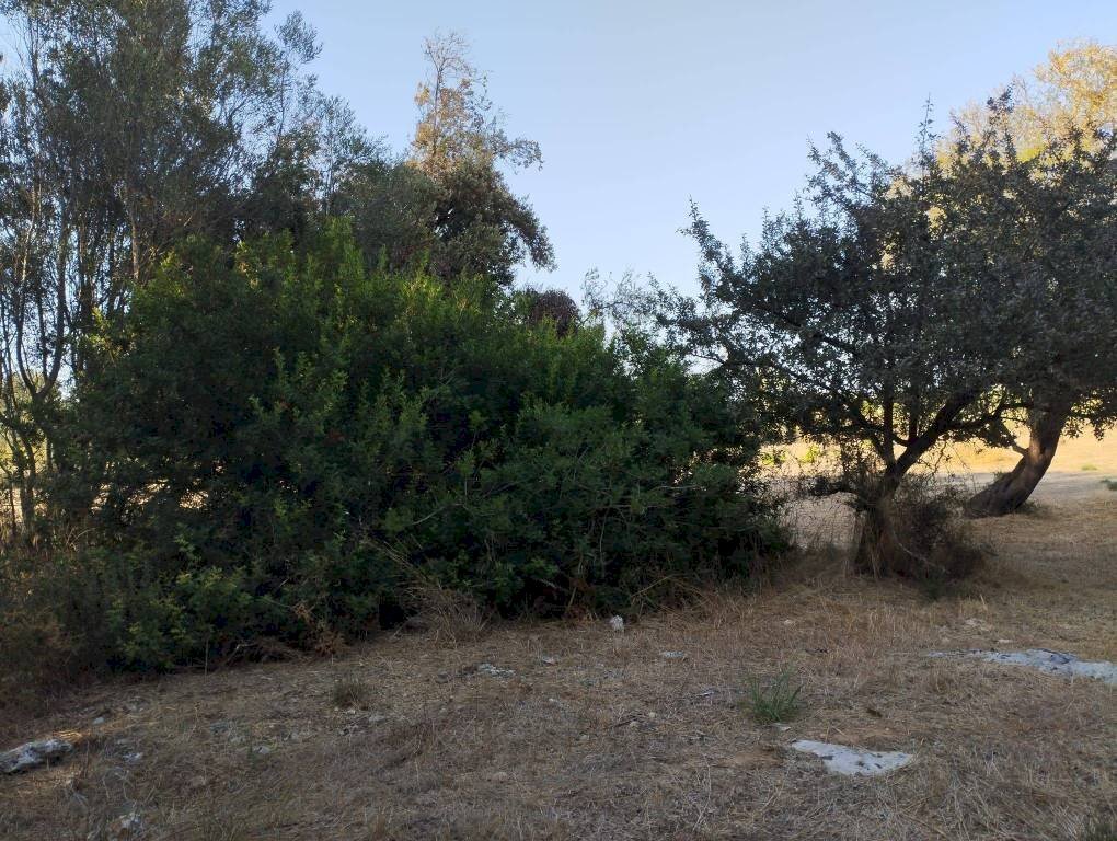 Terreno - Terreno agricolo contrada Fabbrica, Alezio - foto 3