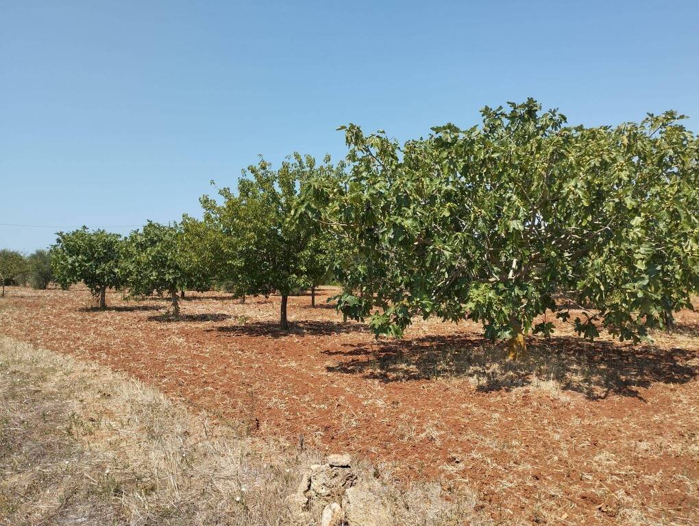 Terreno - Agricultural land Casarano - photo 1