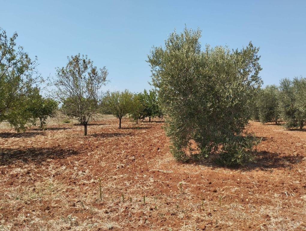 Terreno - Agricultural land Casarano - photo 2