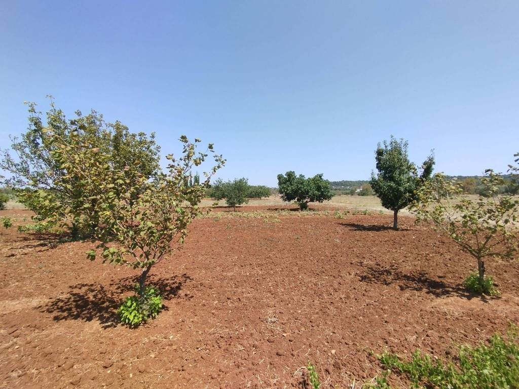 Terreno - Agricultural land Casarano - photo 3