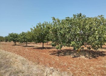 Terreno - Agricultural land Casarano - photo 1