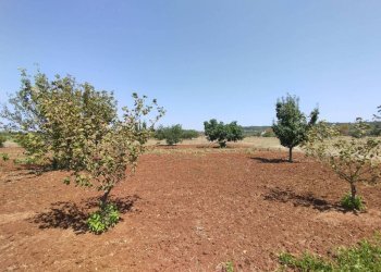 Terreno - Agricultural land Casarano - photo 3