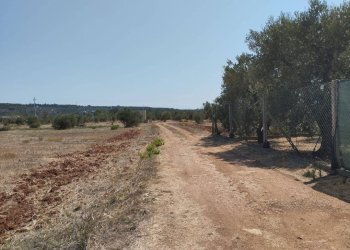 Terreno - Agricultural land Casarano - photo 10