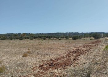 Terreno - Agricultural land Casarano - photo 11