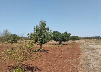 Terreno - Agricultural land Casarano - photo 12