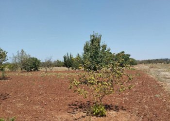 Terreno - Agricultural land Casarano - photo 14