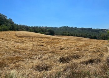5ha seminativo- arable - Casale Nocera Umbra - foto 15