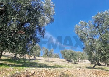 Non correlato - Terreno agricolo Località Lama le Noci
snc, Vieste - foto 11