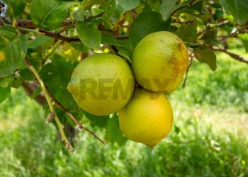 Dettagli - Villa pasteria
 
19/E, Calatabiano - photo 77
