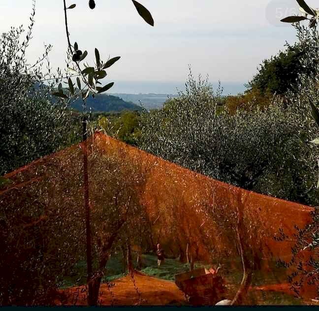 1000641881 - Terreno agricolo Luni - foto 1