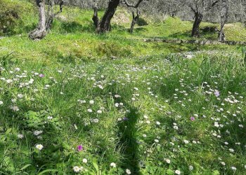 WhatsApp Image 2026-08-18 at 09.35.17 - Agricultural land Luni - photo 4