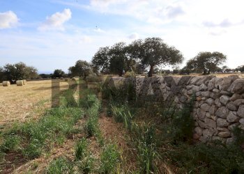 Giardino - Rustico Contrada Magazzè
 
snc, Ragusa - foto 31