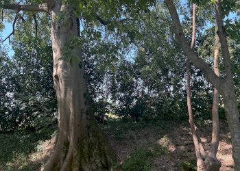Foto 3 - Villa Spresiano - foto 3