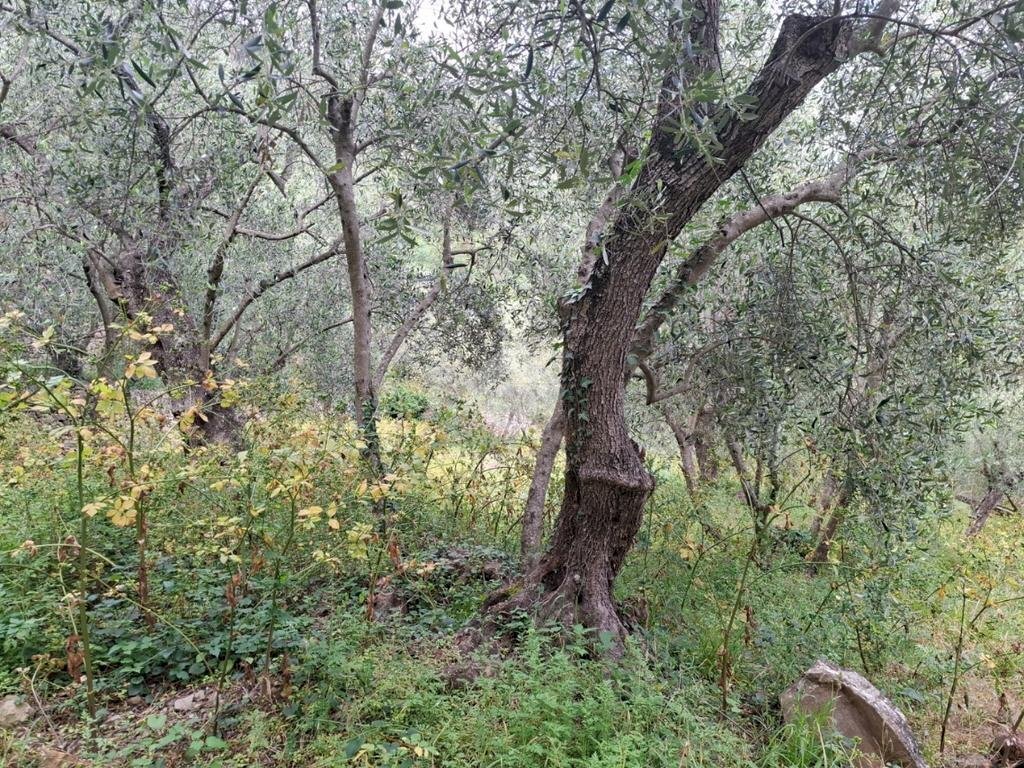 Agricultural land Via Evigno, Diano San Pietro - photo 1