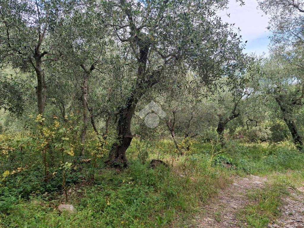 Agricultural land Via Evigno, Diano San Pietro - photo 3